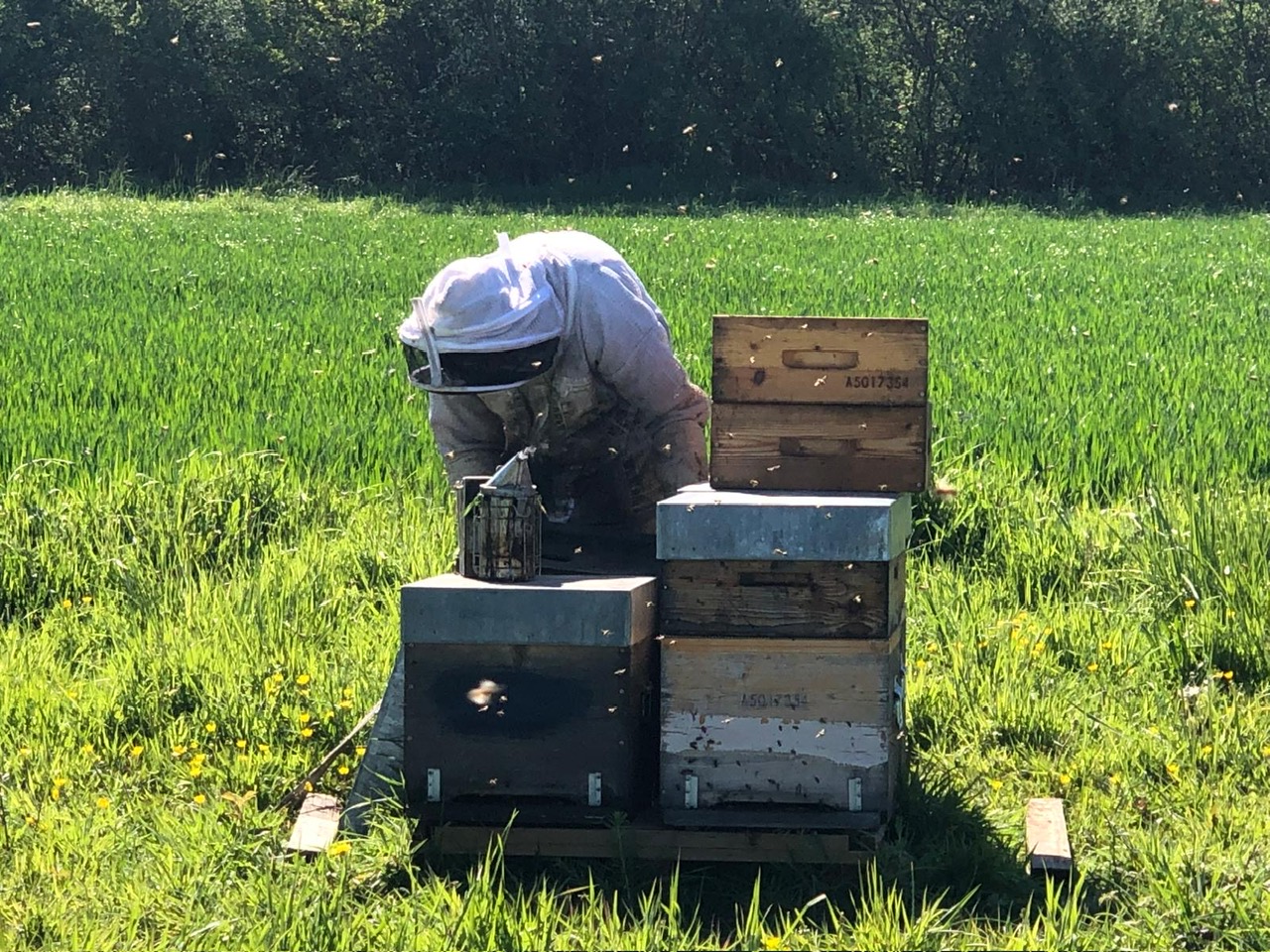 10- Allez, il est temps de mettre des hausses pour agrandir les ruches et donner de la place aux abeilles pour leur merveilleuse récolte.JPG