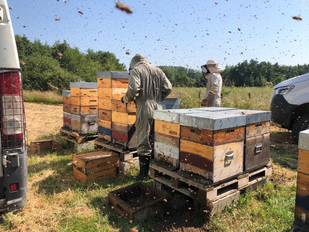 12- Lers ruches et les hausses sont pleines de miel, alors on pose des hausses encore et encore.JPG