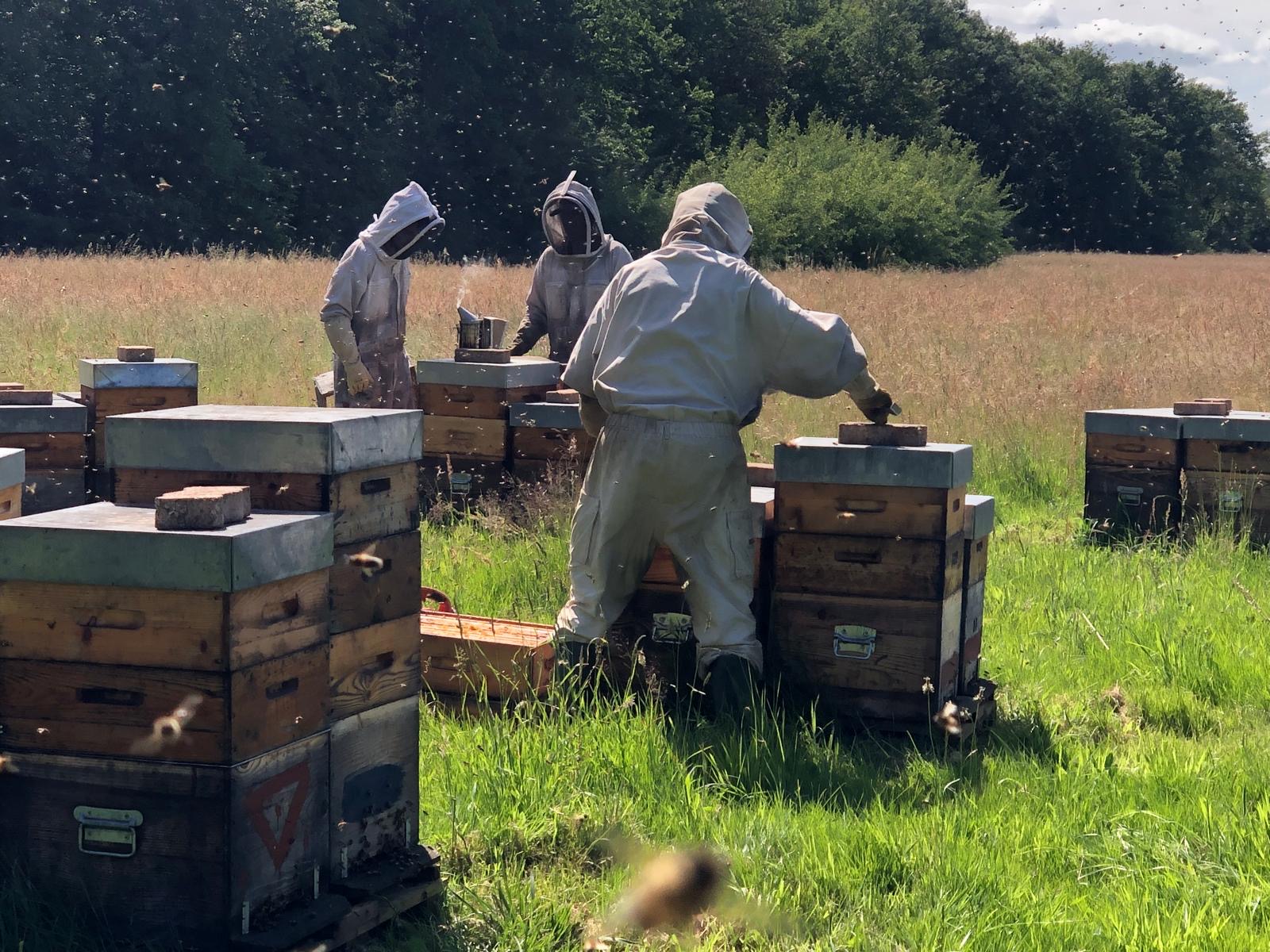 14- Récolte du miel dacacia en Bresse.JPG