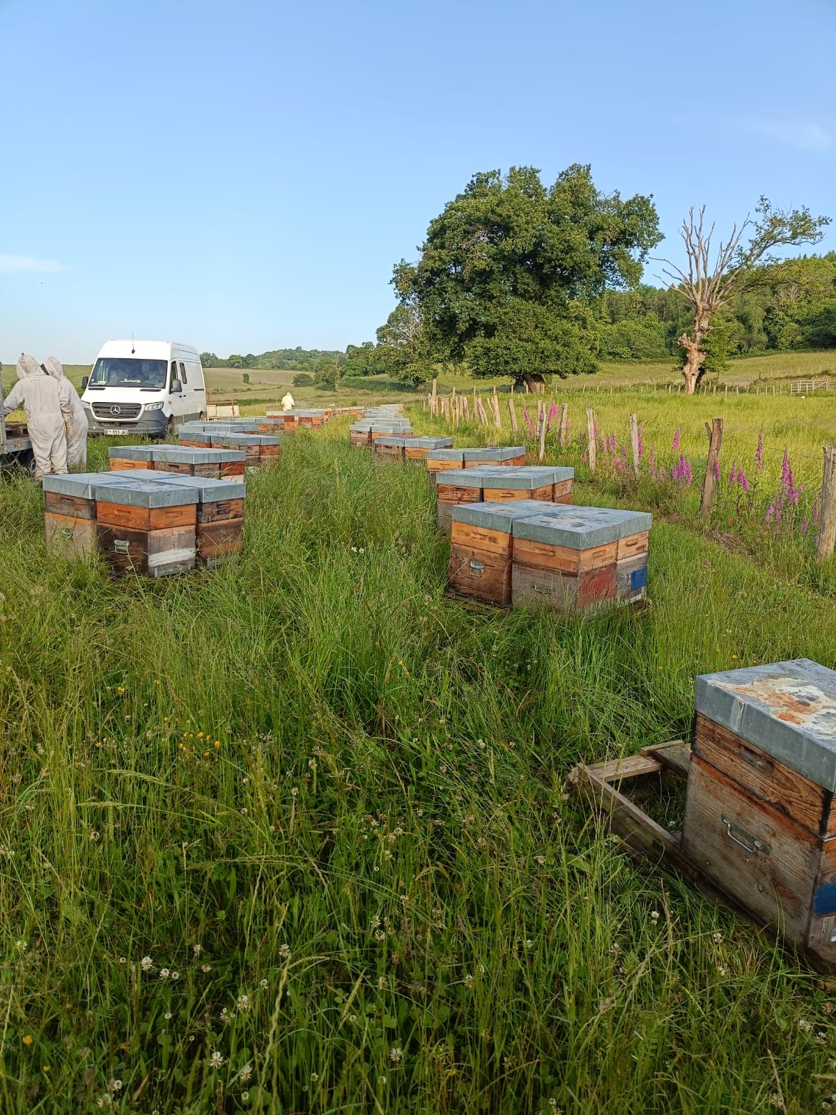 15- Cest parti pour les transhumances !  On charge nos abeilles chéries bressanes, direction----le Morvan !.JPG