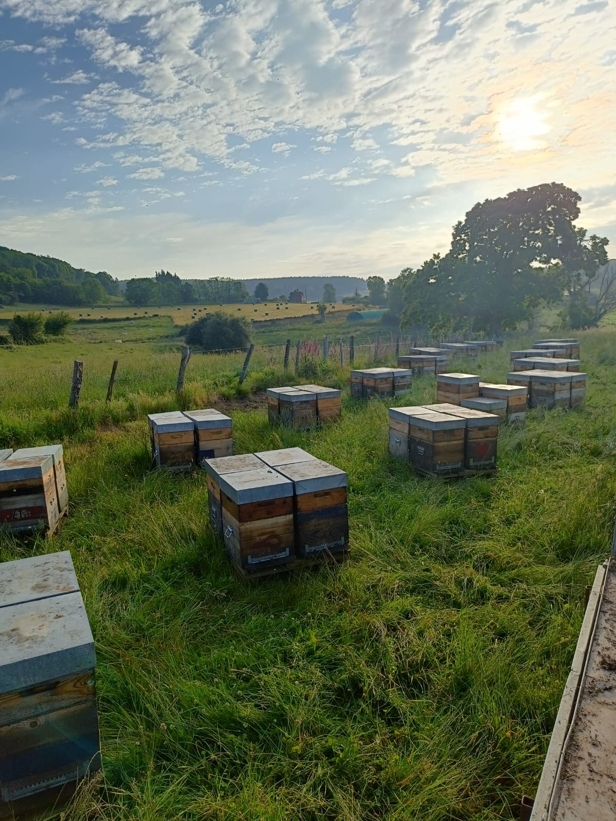 16- Nos abeilles chéries en Bresse, avant la transhumance vers le Morvan.JPG