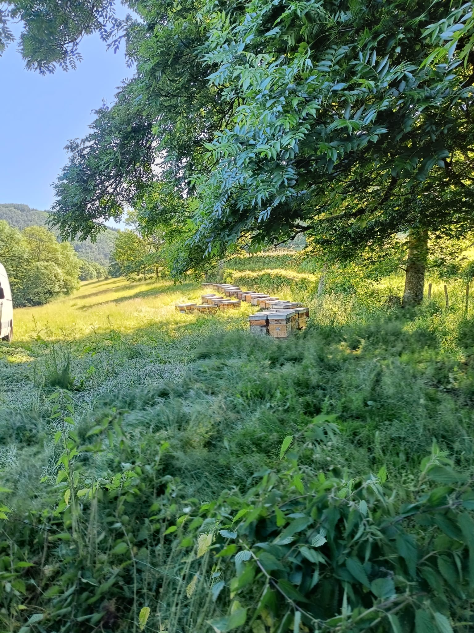 23- Après une transhumance de nuit, nos abeilles chéries profitent du soleil matinal et découvrent leur nouvel environnement.JPG