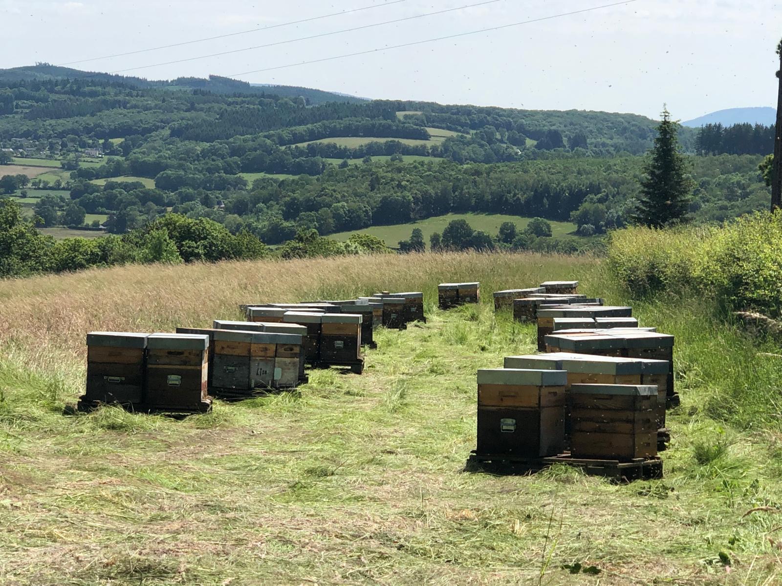26- Rucher dans le Jura avec vue apaisante pour nos abeilles chéries.JPG