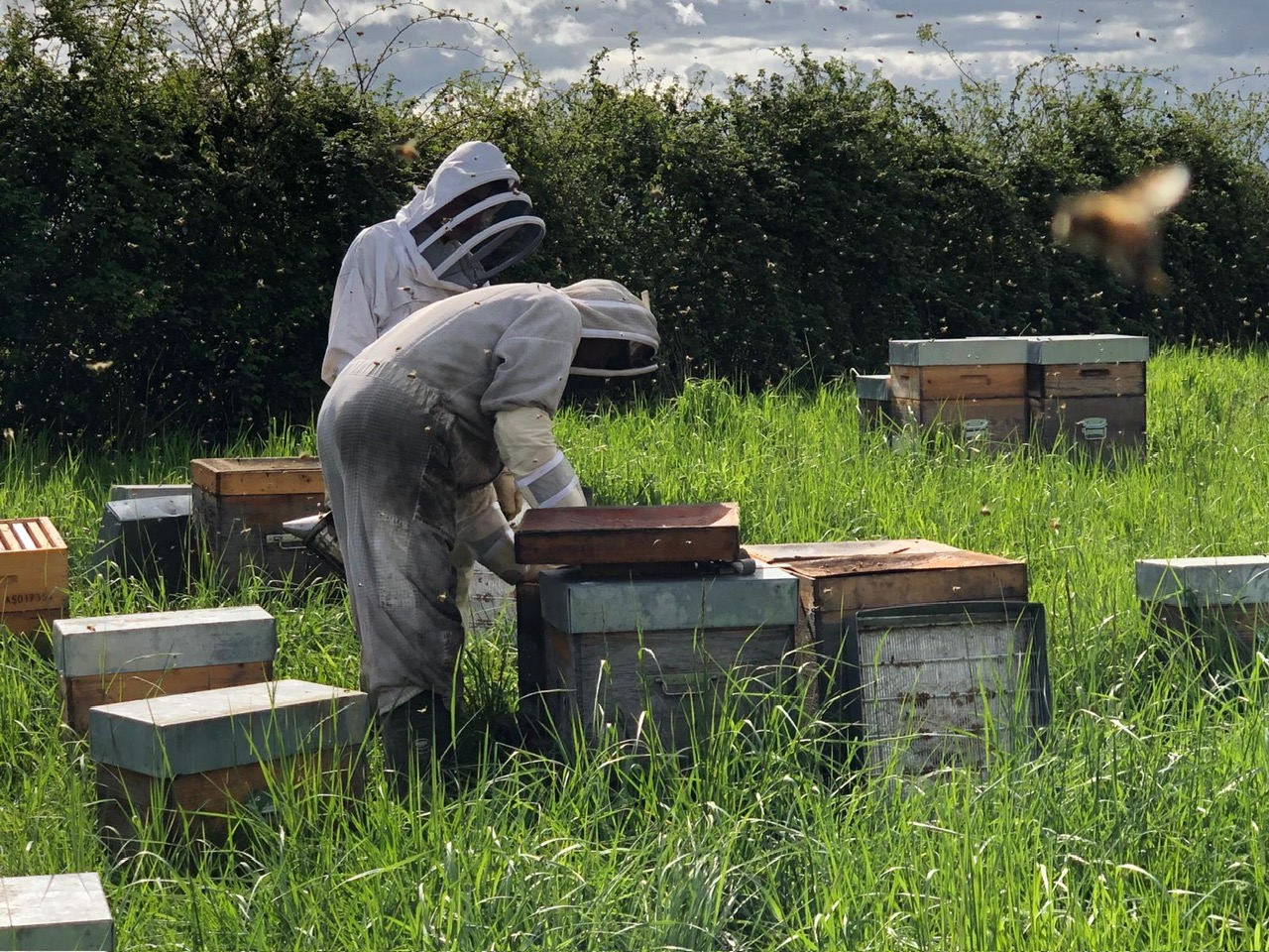 3- Après avoir créé des essaims, on transvase les cadres des ruchettes dans des ruches.JPG