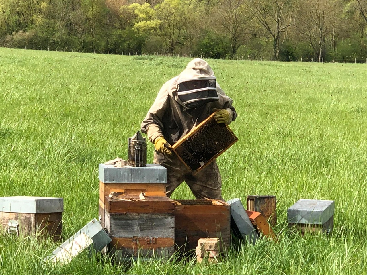 4- On prend soin de nos abeilles chéries, des nouveaux essaims et de nos fidèles colonies.JPG