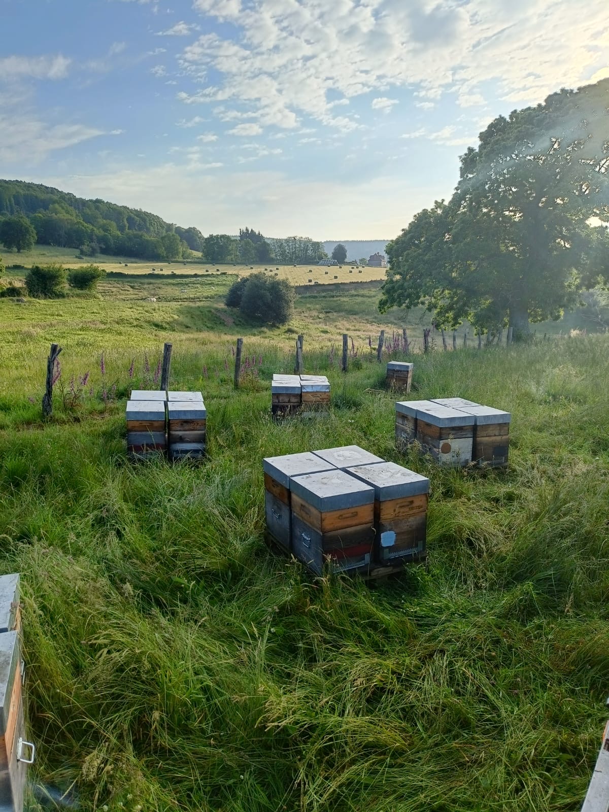 5- De belles ruches, prêtes pour une nouvelle journée, entre 2 épisodes pluvieux---.JPG