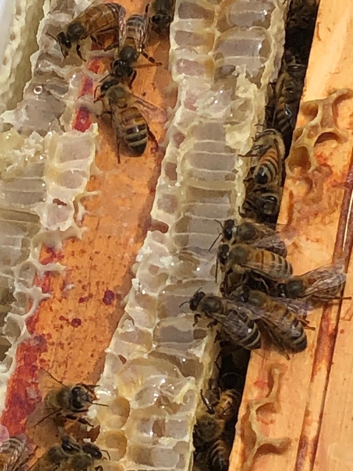 8- Nos batisseuses chéries travaillent efficacement pour construire et operculer les alvéoles.JPG