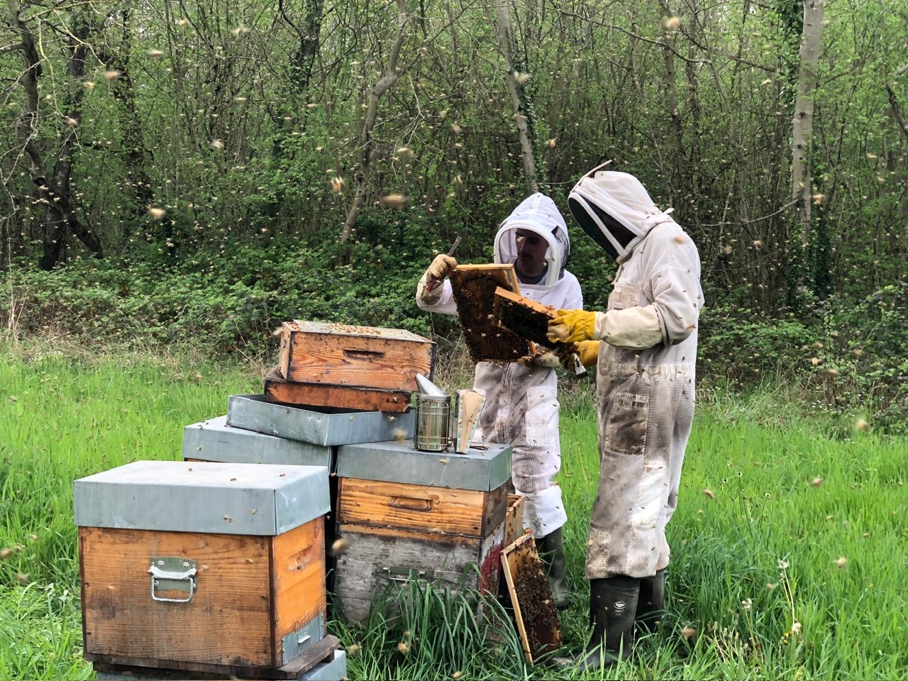 9- On observe les cadres et le merveilleux travail de nos abeilles chéries.JPG
