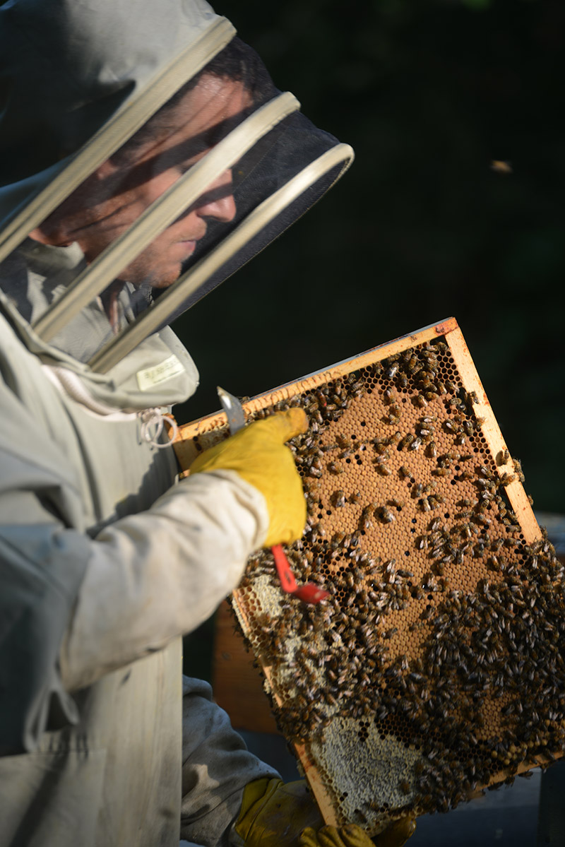 Vos Abeilles Chéries