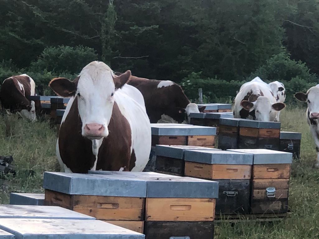 Tête à tête apiculteur ruche matin